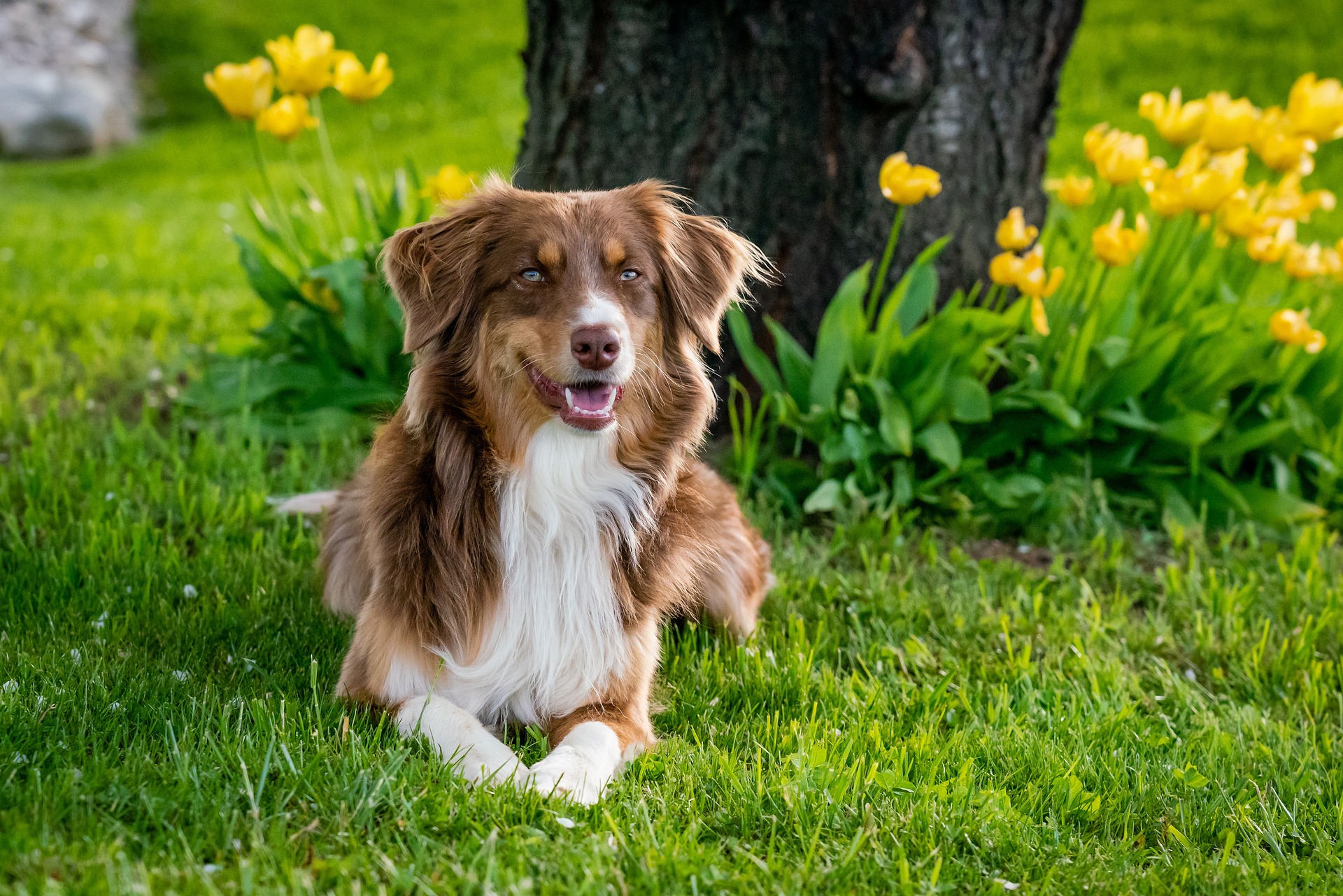 Frustrationstoleranz bei Hunden